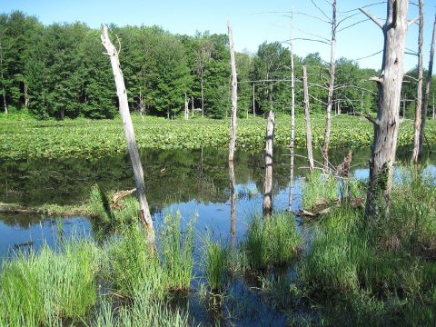 Pond on Coe Road