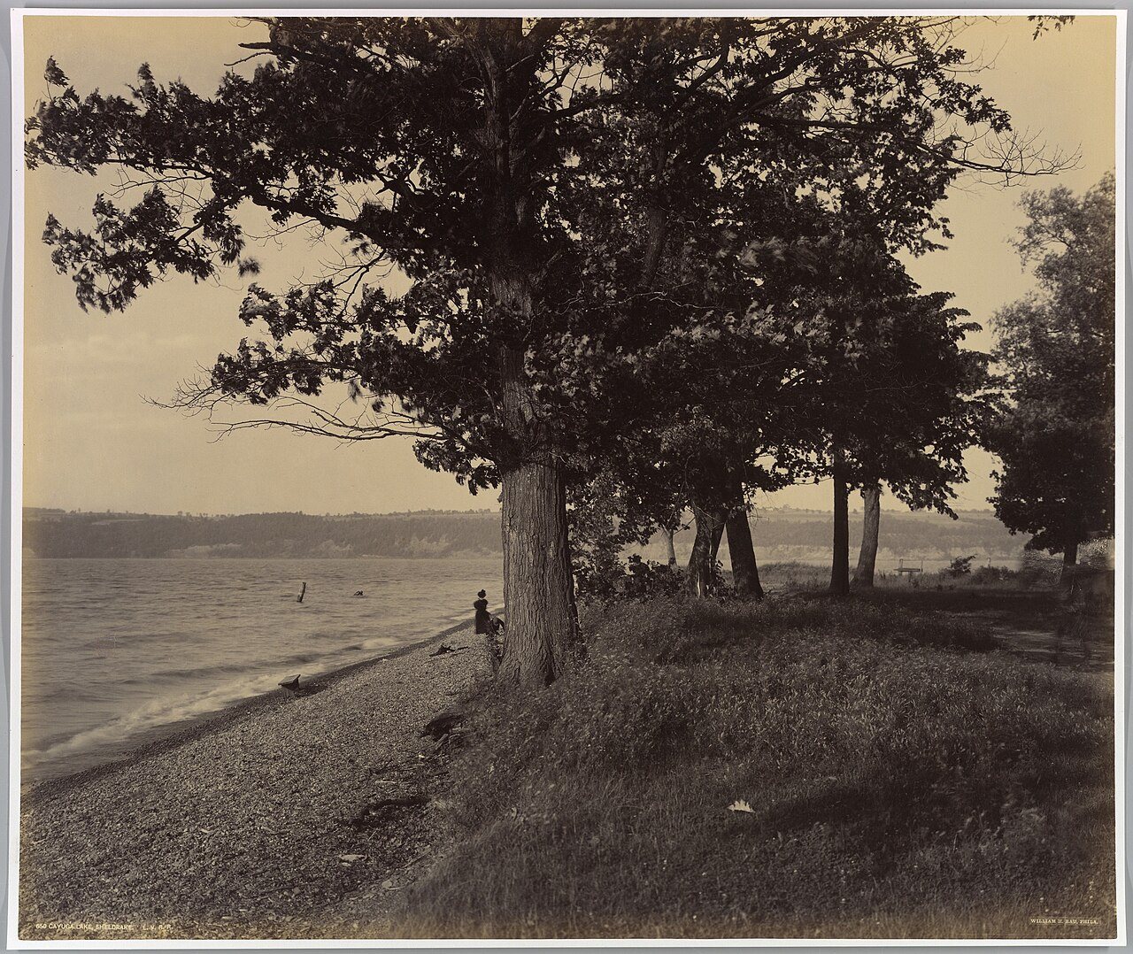Cayuga Lake Sheldrake L.V.R.R