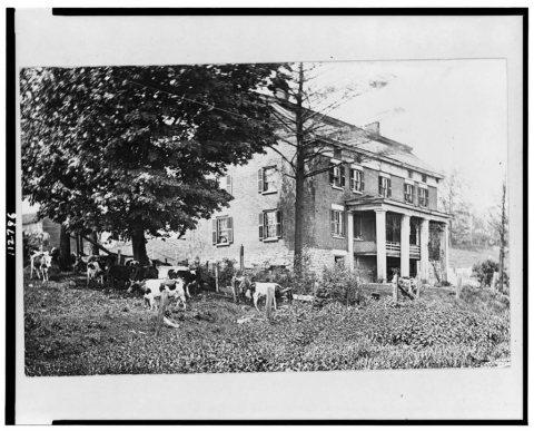 Cattle grazing near a historic house