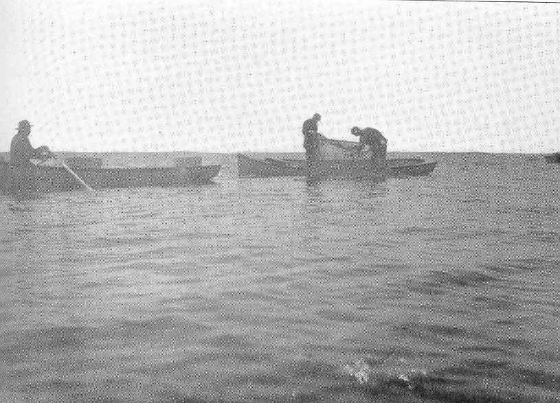 FMIB 47363 Hauling Trap Net with Pike Perch Constantia, 1912