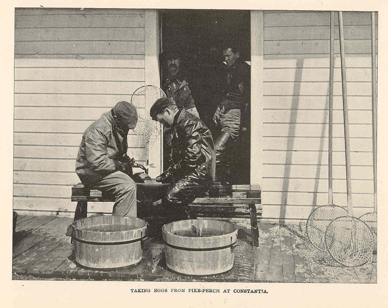 FMIB 43097 Taking Eggs from Pike-Perch at