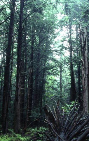 1-Pine-Forest(Fallsburg)-1