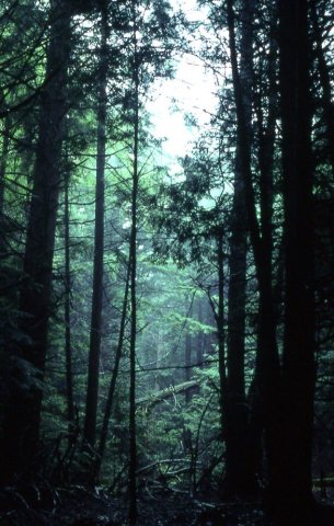 1-Pine-Forest-(Fallsburg)-2