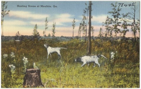 Hunting scene at Moultrie, Ga