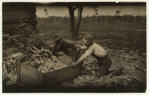 Children thrashing corn during school hours on a farm near Dublin. Many such light occupations fall to the lot of the G…