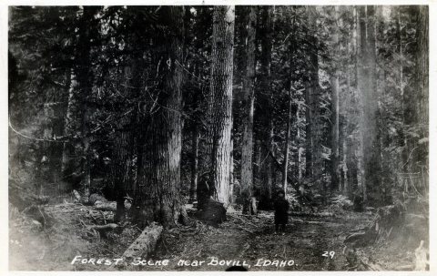 Forest Scene, circa 1930