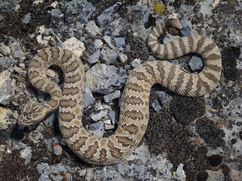 Western Rattlesnake