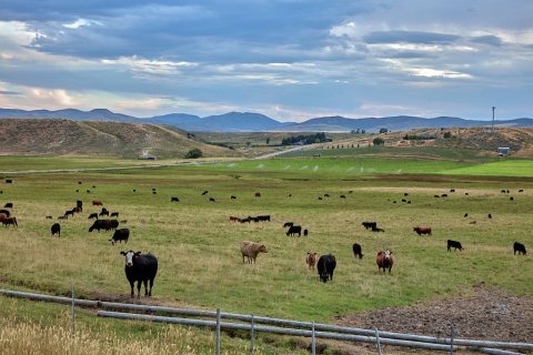 The grass is not greener for the cows in this field near the town of Arimo in rugged southeast Idaho