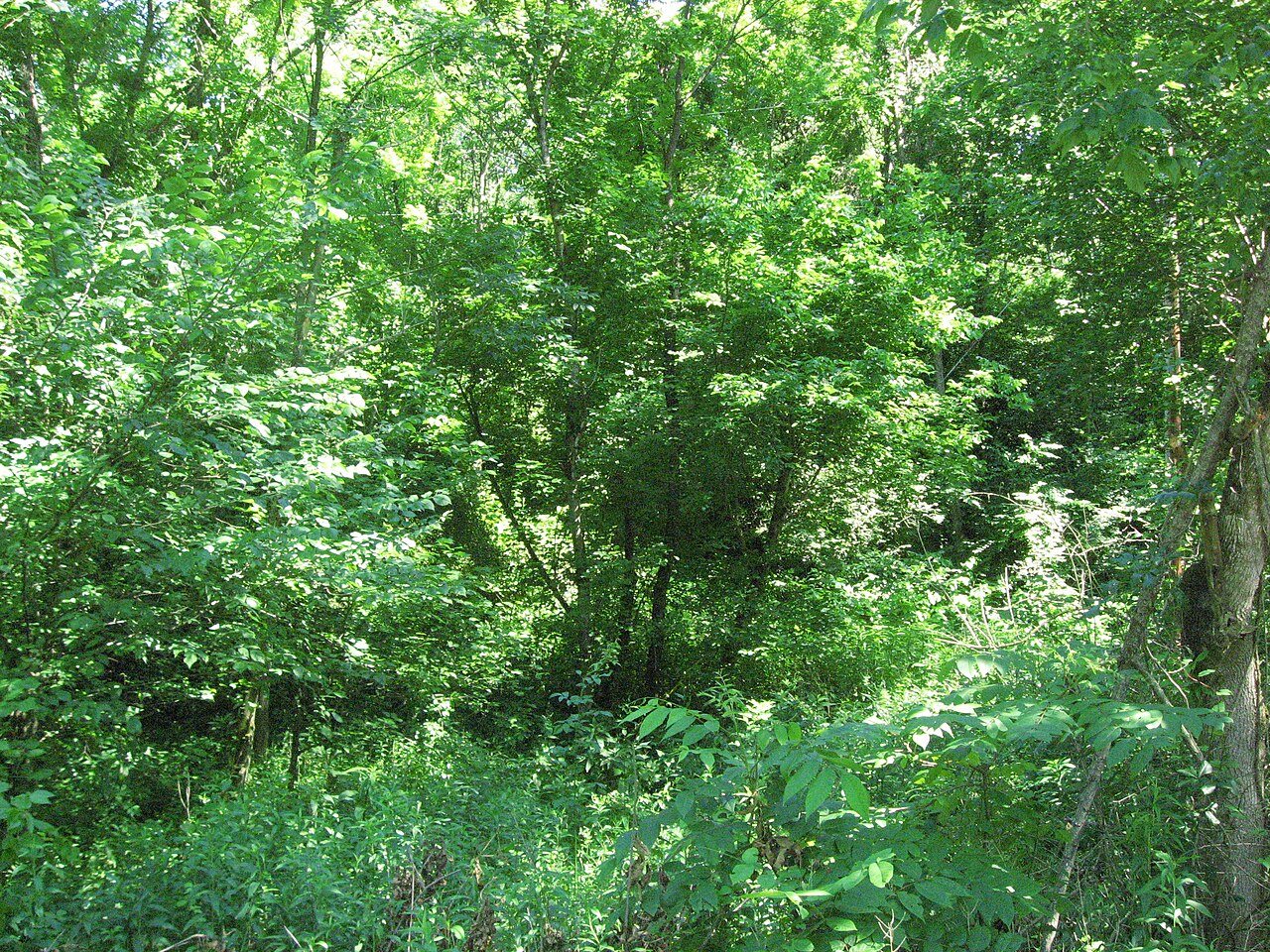 Hillside in Caesars Creek Gorge State Nature Preserve