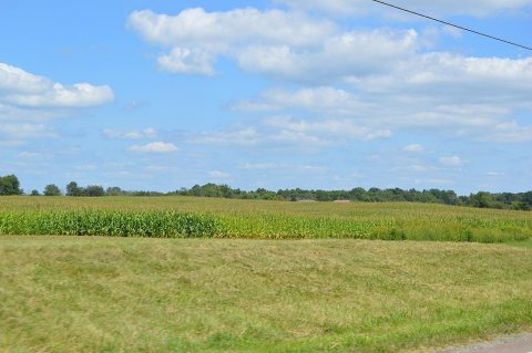 Bennington Township cornfield