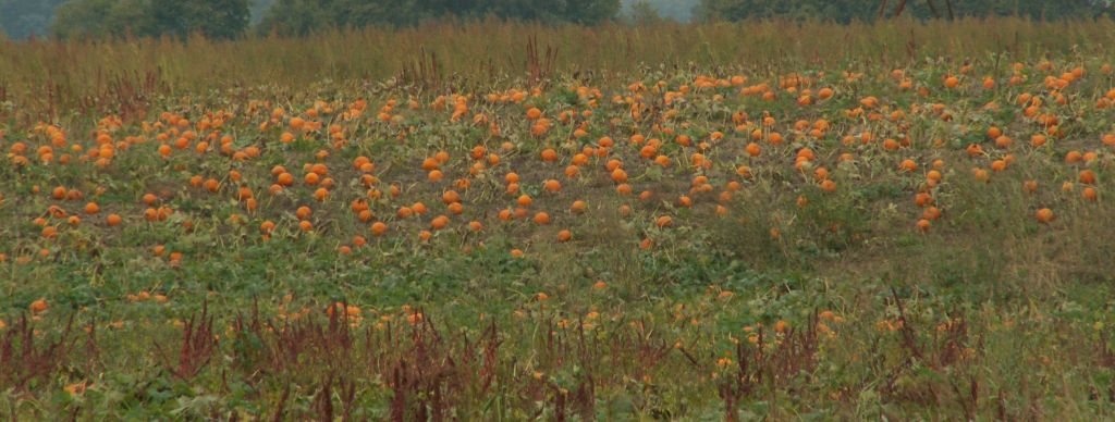 Fulton Farms pumpkins in the field