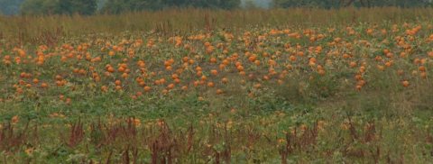 Fulton Farms pumpkins in the field