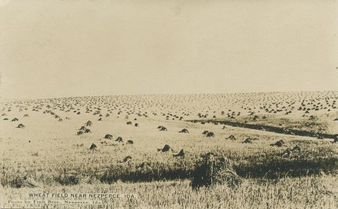 Wheat Field, circa 1910