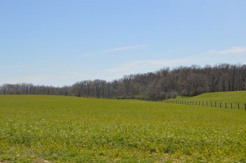 Ross Road wheat field and woods