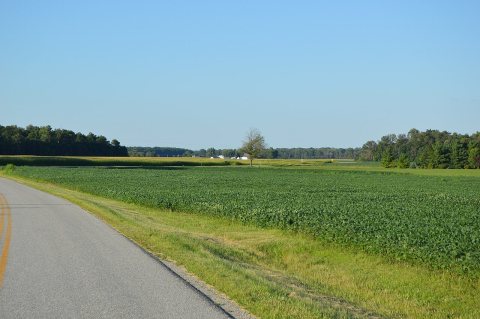 Moulton-New Knoxville Road soybean fields