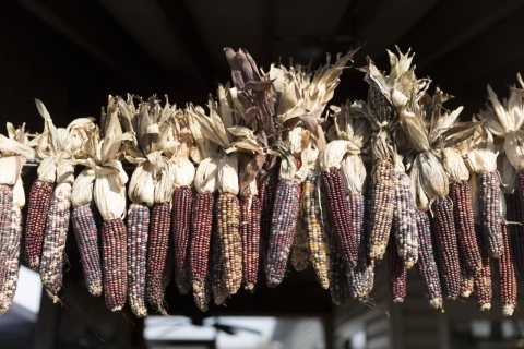 Decorative ears of dried corn at Hershberger's Farm and Bakery, a greatly expanded produce stand near the town of Berli…