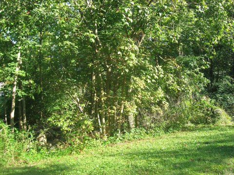 Woods with the Spruce Run Earthworks