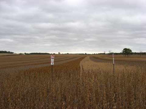 Multicolor soybeans in Hale Township