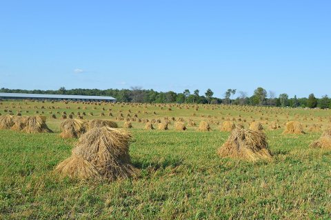 Wheat field in shocks, Hale Township