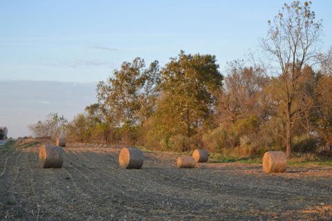 Auburn Township corn bales in field