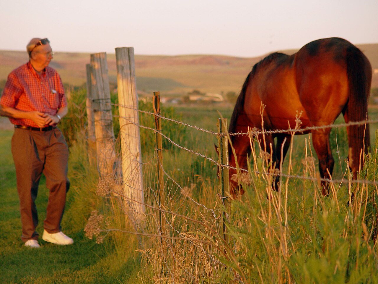 Feeding the Horses by midiman
