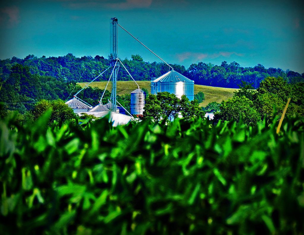 Grain Storage and Soybeans