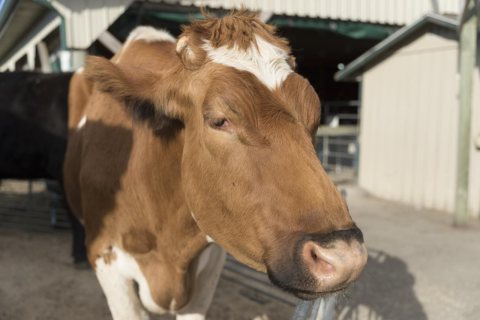 Cow, close up, at Hershberger's Farm and Bakery, a greatly expanded produce stand near the town of Berlin in central Oh…