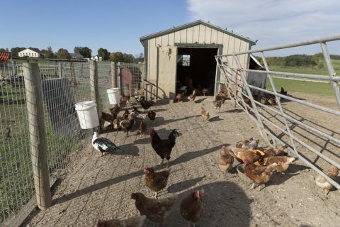 Chickens, and what may be an interloping duck, at Hershberger's Farm and Bakery, a greatly expanded produce stand near …