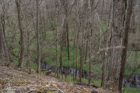 Swamp land on the Vermilion River in Augusta-Anne Olsen State Nature Preserve near Wakeman, Ohio - 06 April 2022