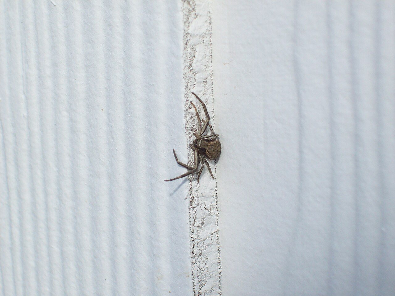 Crab spider