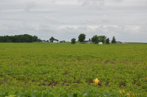 West of Holden, soybean fields