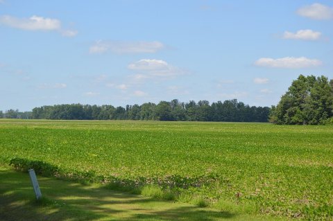 Conant Road soybean fields
