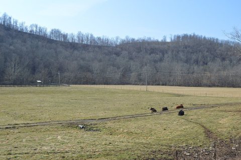 Lawrence Township cattle pasture
