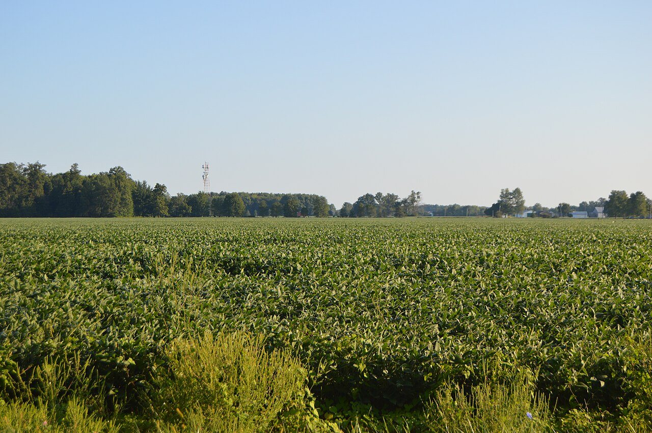 Clark Township soybean fields