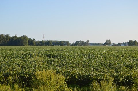 Clark Township soybean fields