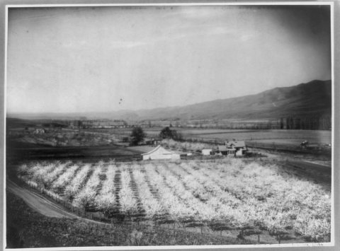 Bird's-eye view of farmland and mountain, with orchard in foreground, Lewiston valley, Idaho) - Fair & Thompson
