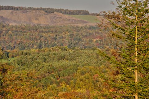 Foliage - panoramio (7)