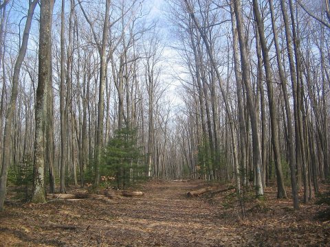 Quehanna Hoover Road Trail