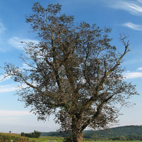 Warwick Township, PA, USA - panoramio (15)