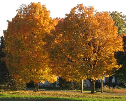 Warwick Township, PA, USA - panoramio (9)