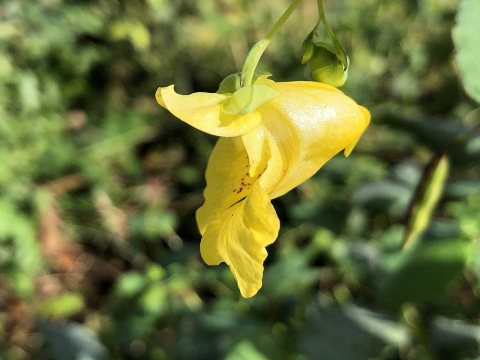 2021-10-28 12 42 06 Yellow Jewelweed flower along Pennsylvania State Route 35 (Main Street) in Fermanagh Township, Juni…