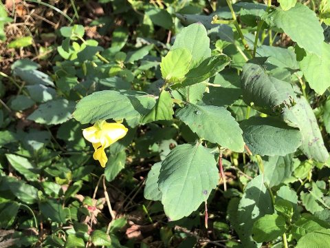 2021-10-28 12 42 00 Yellow Jewelweed blooming along Pennsylvania State Route 35 (Main Street) in Fermanagh Township, Ju…