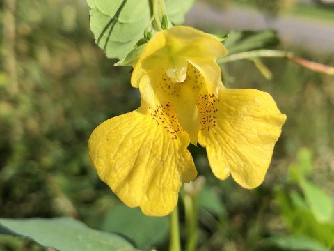 2021-10-28 12 42 14 Yellow Jewelweed flower along Pennsylvania State Route 35 (Main Street) in Fermanagh Township, Juni…