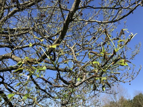 2022-06-04 08 56 08 Gypsy moth caterpillars defoliating a Sweet Gum at a rest area along Interstate 80 in Greene Townsh…