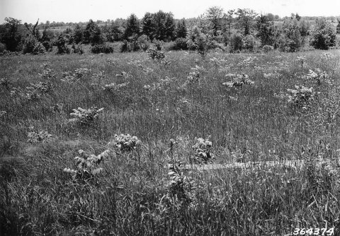 Photograph of Black Walnut Plantation