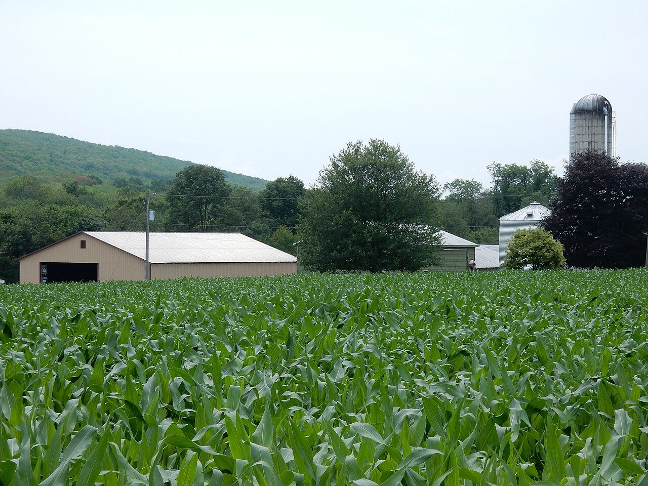 Farm on Valley Rd, Walker Twp, Schuylkill County PA 01