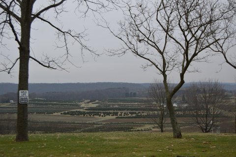 Marion Township Christmas tree farm