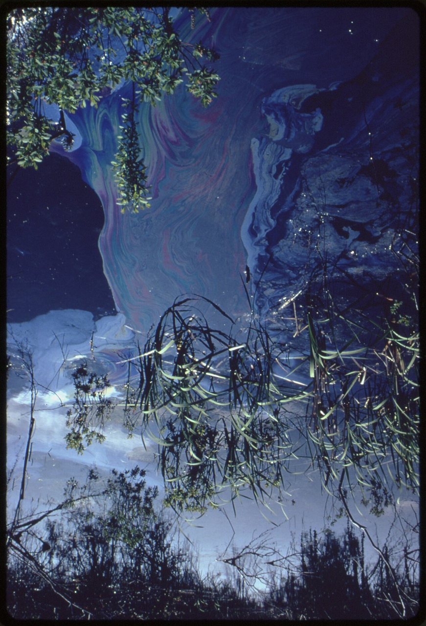POLLUTED SALT MARSH IN MIDDLETOWN. (FROM THE SITES EXHIBITION. FOR OTHER IMAGES IN THIS ASSIGNMENT, SEE FICHE NUMBERS 8…