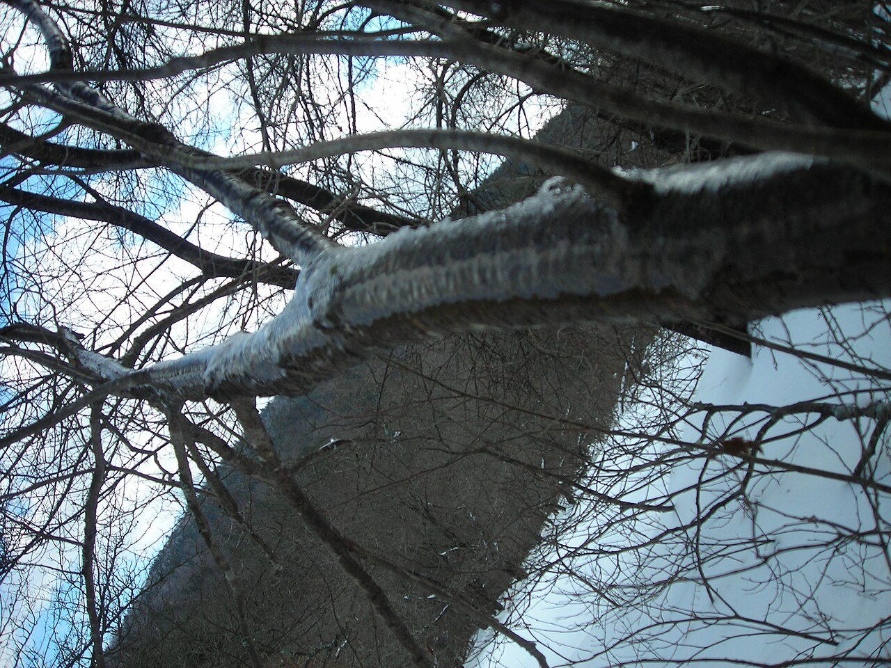 Frozen tree