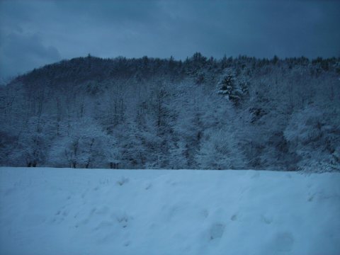Snowy wonderland